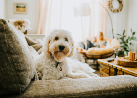 Photo of a dog on the couch